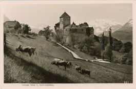 Vaduz   FL   -   Kühe beim Schloss