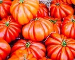 Ab 5.- fr ! 20 SAMEN GRAINES SEMI Tomate OCHSENHERZ‪‪‪‪‪‪