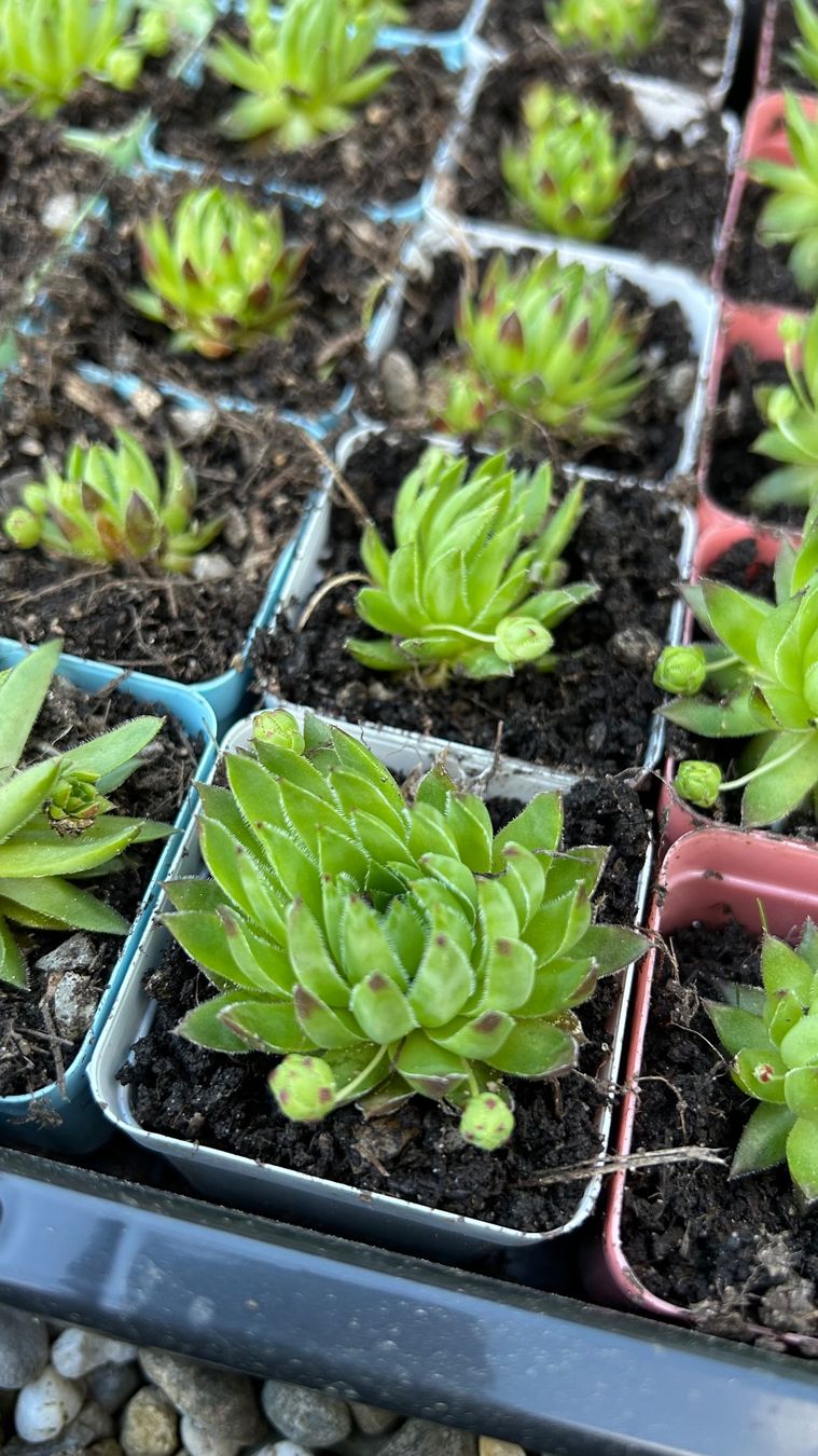 Piante & sementi: Hauswurz / Sempervivum klein – Nuovo (secondo la descrizione) da Escholzmatt venduto da Mpowerone 3
