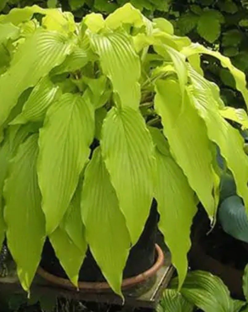 Piante & sementi: Hosta Kempen Waving - Shadow – Usato da Lajoux JU venduto da Briard0 2