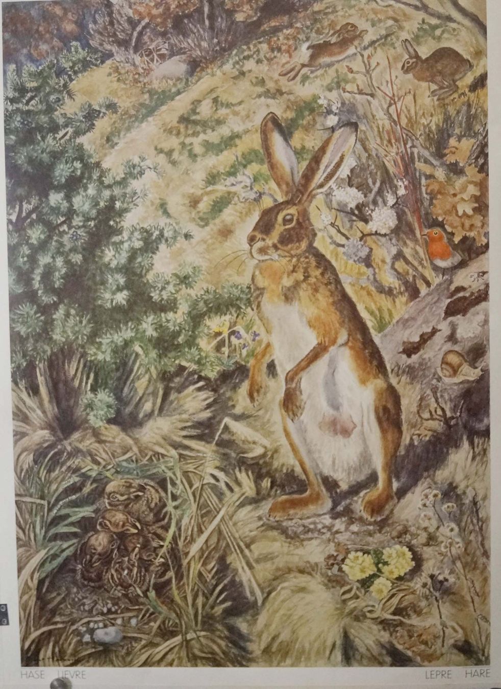 Posters & Illustrations: Schulwandbild "Hase", Robert Hainard  #enge – D'occasion à Härkingen par sammelbecken