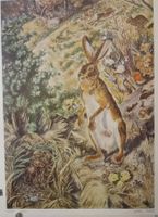 Schulwandbild "Hase", Robert Hainard  #enge