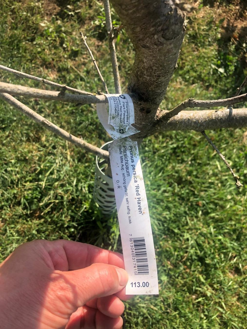 Piante & sementi: Pfirsichbaum Red Haven – Usato da Steinmaur venduto da Smarties543 1