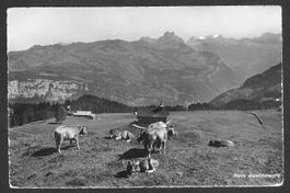 Stoos Alpsömmerung