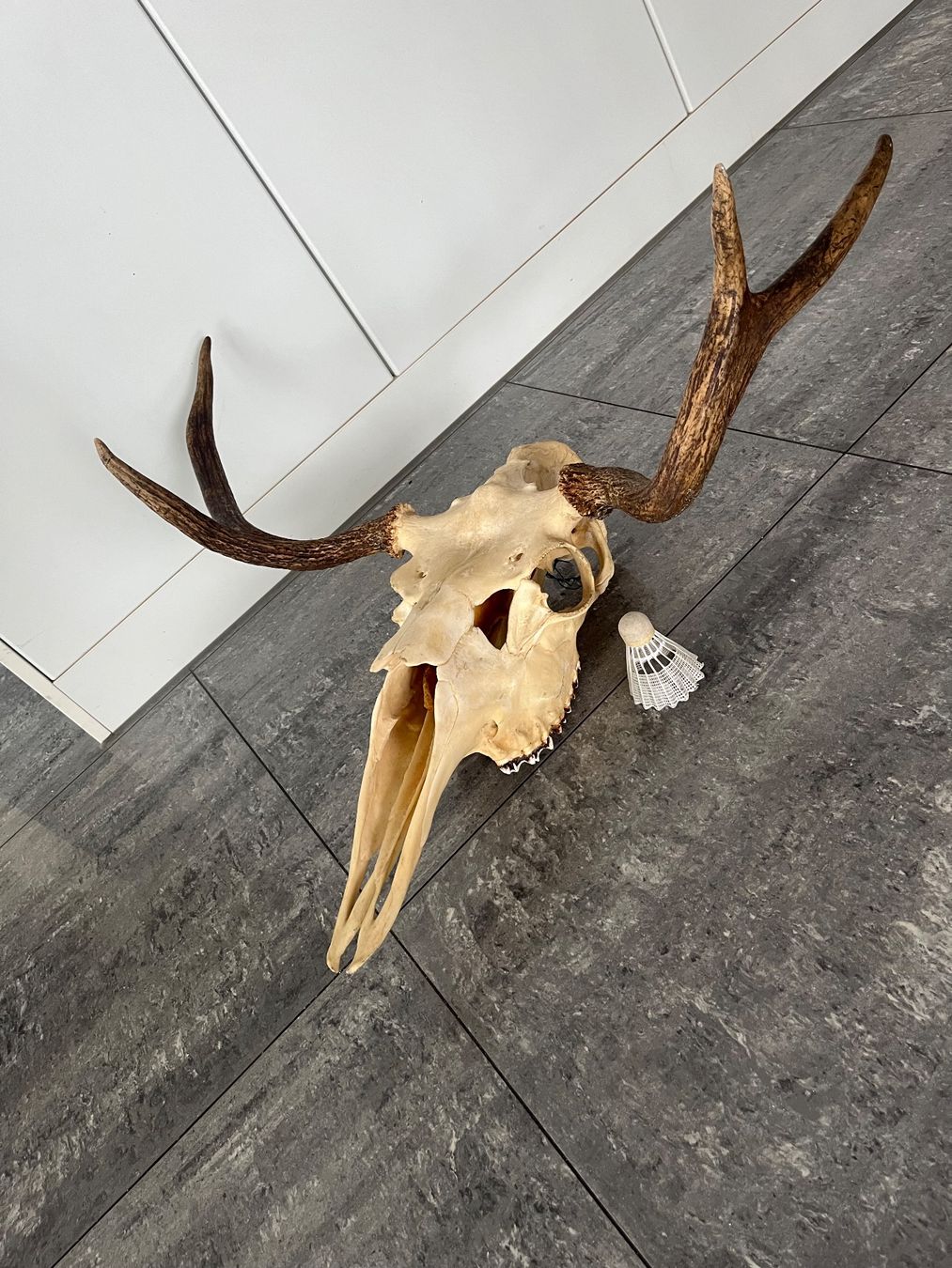 Monde des animaux: Elchschädel, Trophäe, Präparat, Jagd – D'occasion à Zug par sve_5gch 2