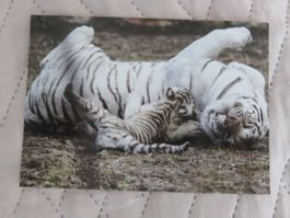 Weisser Tiger + Jungtiere, Zoo, Raubkatze, Katze, ungelaufen
