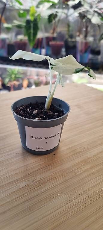 Piante & sementi: Alocasia Cucullata variegata – Usato da Wallenwil venduto da pet_mz5n 1