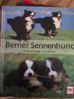 Berner Sennenhund