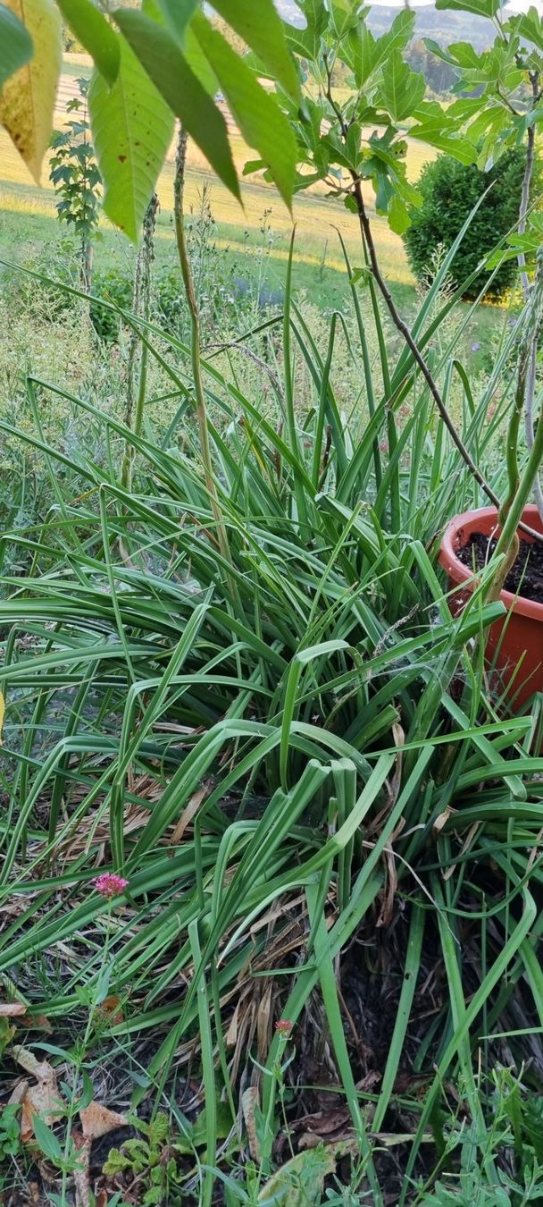 Piante & sementi: Fakellilie ab Garten – Usato da egliswil venduto da Maggy6 1