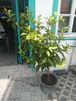 Zitronenbaum