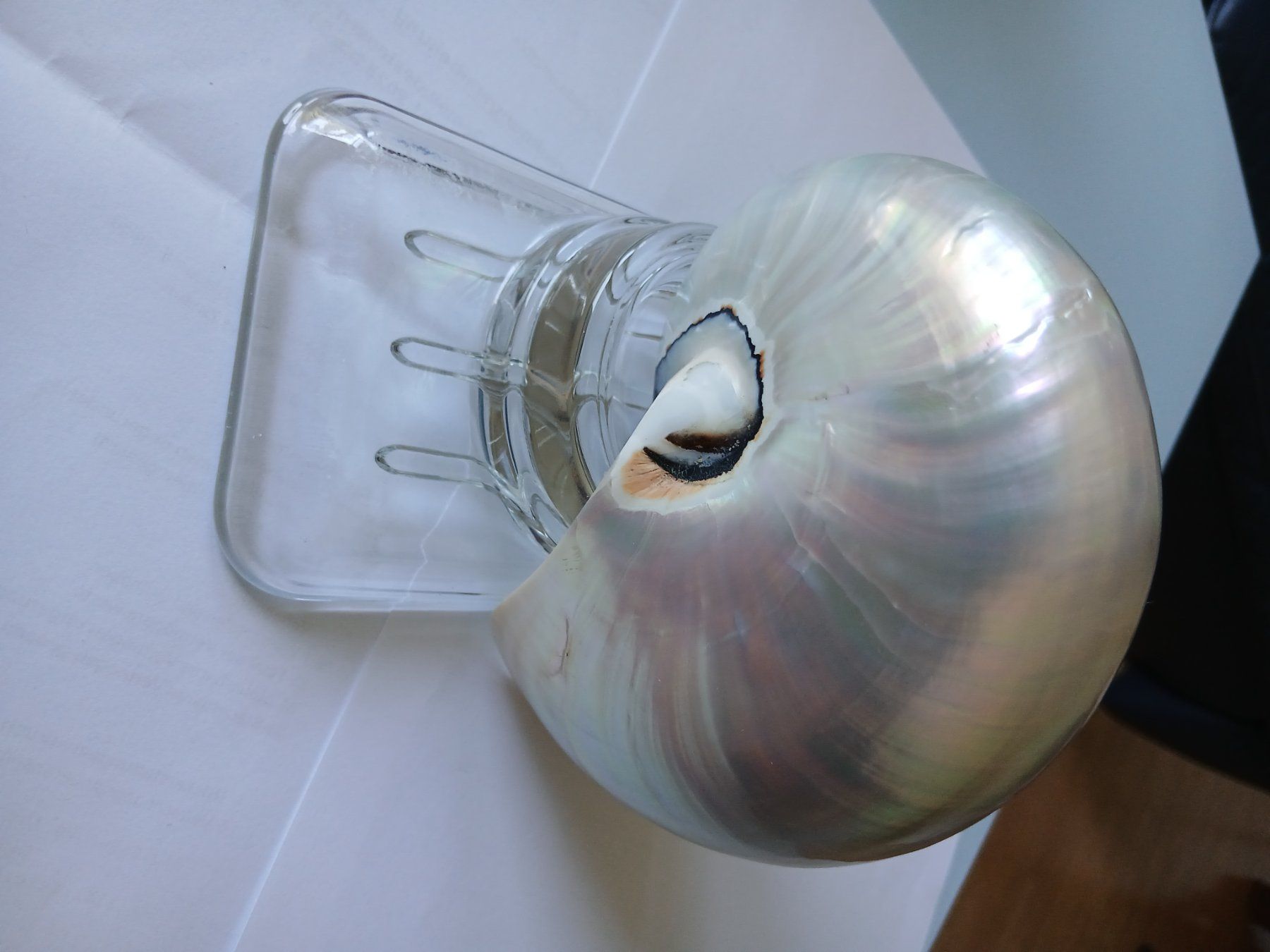 Tutte le decorazioni: Nautilus Muschel – Usato da Zürich venduto da Mephisto87 6