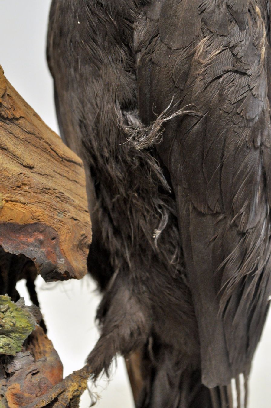 Il mondo degli animali: Pic noir naturalisé – Usato da Neuchâtel venduto da Neuchatel 4