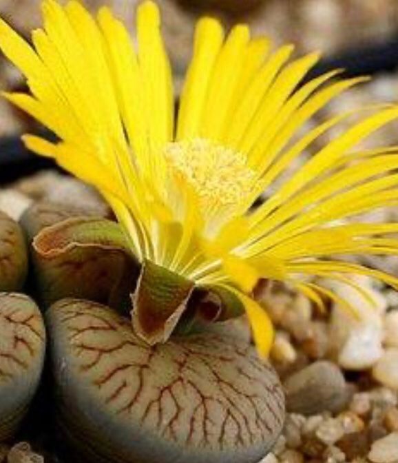 Pflanzen & Samen: Ab 5.- fr Lebender Stein: Litops 10 SAMEN GRAINES SEMI – Neu und originalverpackt aus Rovio von POSITIFFARTandPLANTS 5