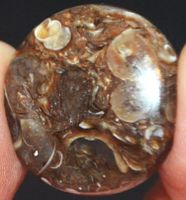 Cabochon L-827 – Turritella Achat Fossil