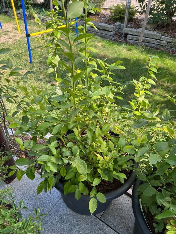 3 Stk. Heidelbeere / Blaubeere "Blueroma" im Kübel Kaufen auf Ricardo