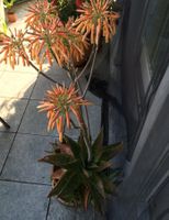 Riesenaloe (Aloe mutans)- eine Pflanze!