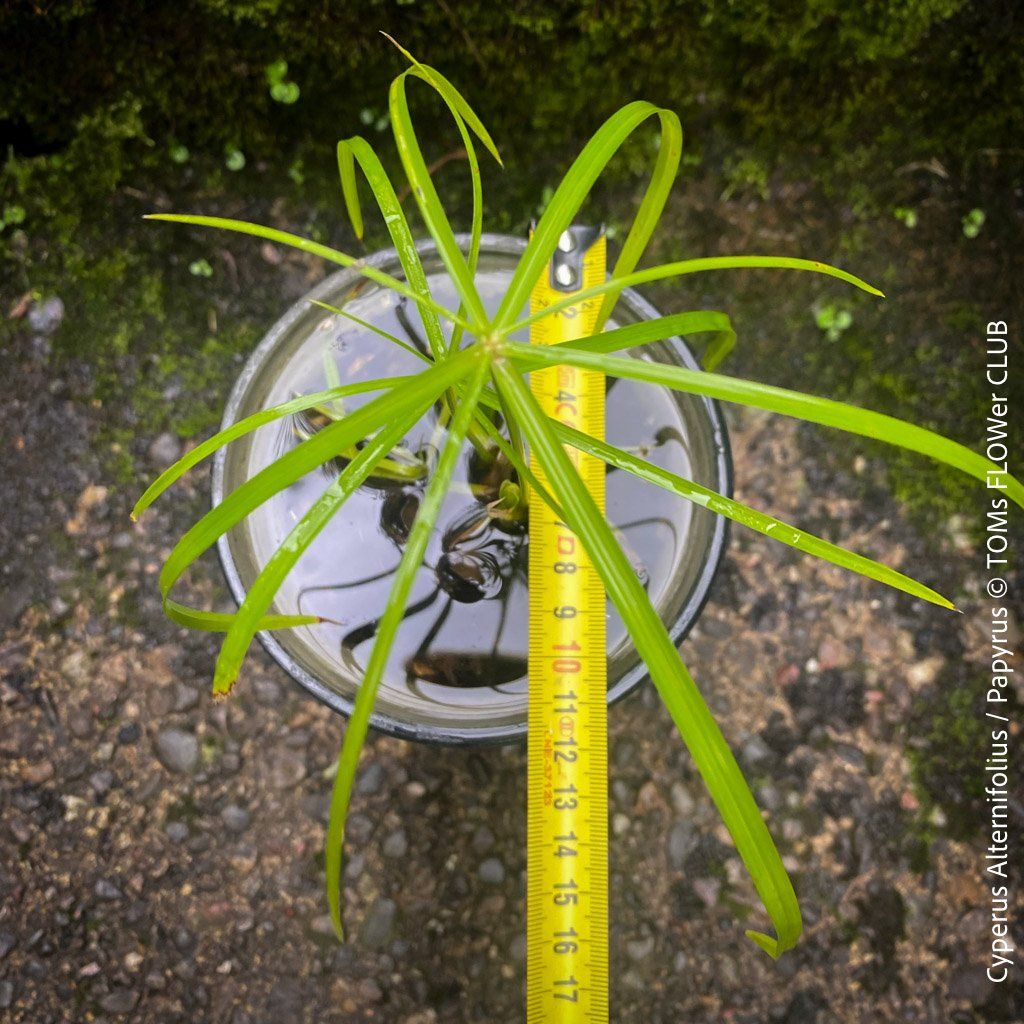 Piante & sementi: Cyperus Alternifolius - Dein Papyrus in GlasVase – Nuovo e nell'imballaggio originale da Adliswil venduto da TAKEYOURPLANT 2