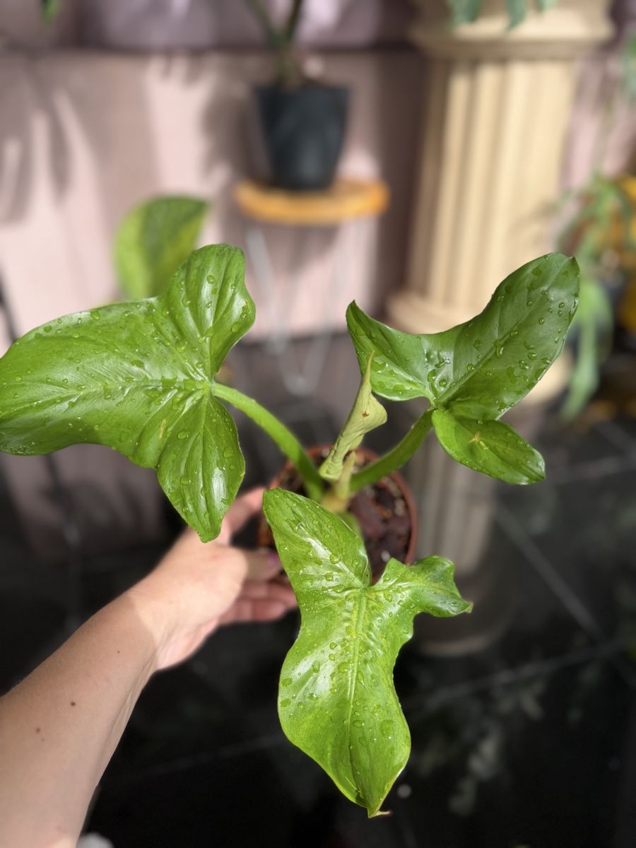 Piante & sementi: Philodendron Sanctamartinese  – Nuovo (secondo la descrizione) da Buchrain venduto da Stetoscop