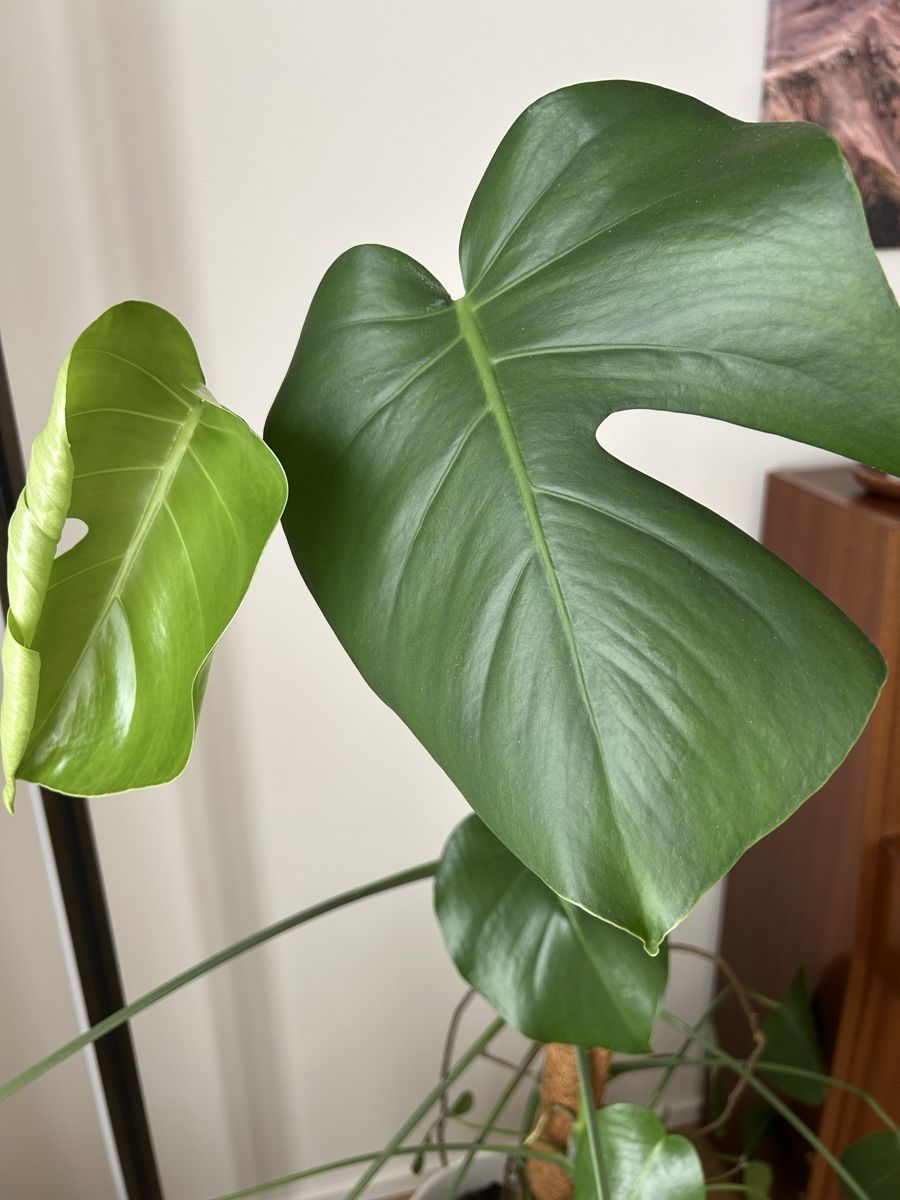 Pflanzen & Samen: Monstera Deliciosa Zimmerpflanze – Gebraucht aus Happerswil von luburkard 1