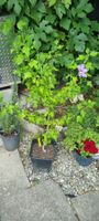 Hibiskus Strauch mit Bluete