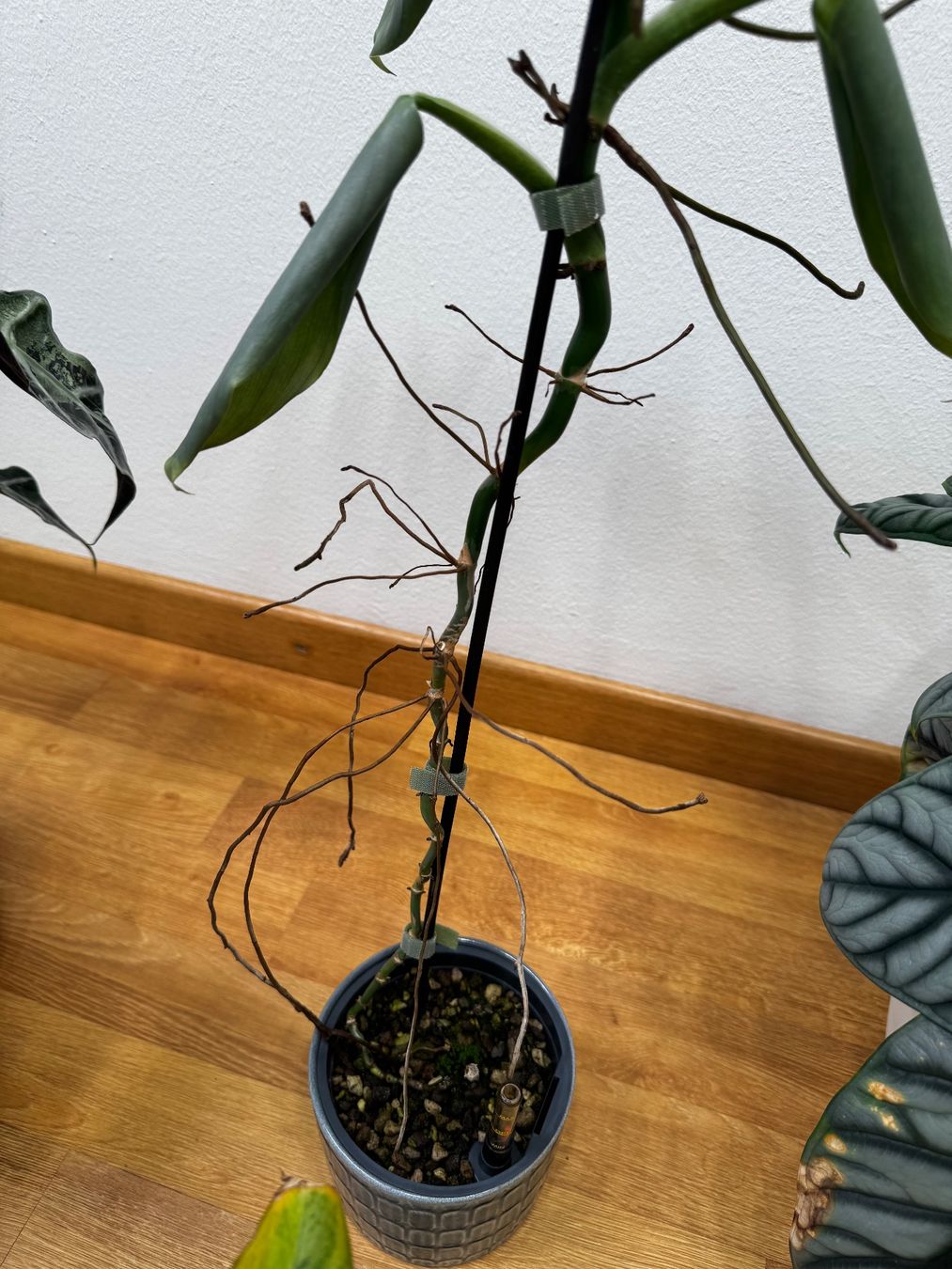 Piante & sementi: 🌱 Sadplant: Philodendron silver sword – Usato da Niederbuchsiten venduto da GreenGems 4
