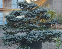 Grosser & gesunder Abies procera ‘Glauca’ Bonsai