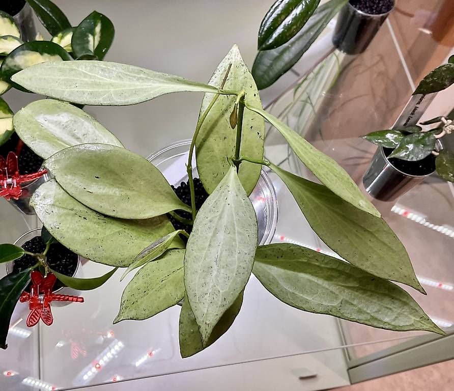 Piante & sementi: Hoya nicholsoniae, New Guinea Ghost – Nuovo e nell'imballaggio originale da Schönholzerswilen venduto da Leavylounge 1