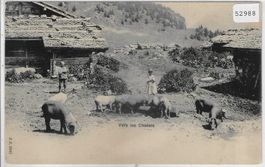 Vers les Chalets - Schweine - animee