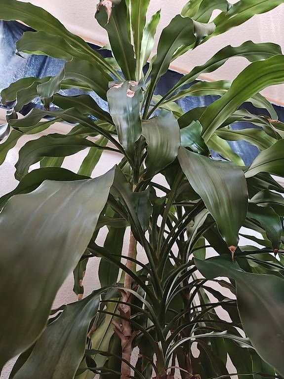 Plantes & graines: Zimmerpflanze: Dracaena 3m – D'occasion à Zürich par ste_hv76 1
