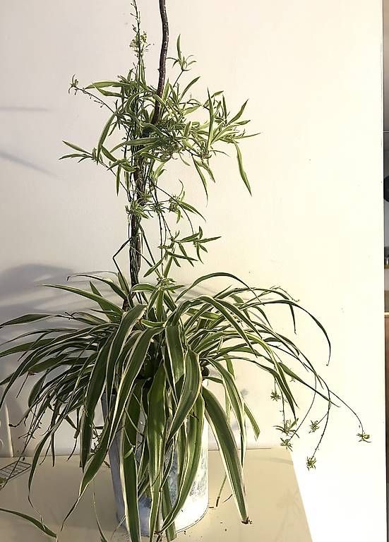 Piante & sementi: Grünlilien – Nuovo e nell'imballaggio originale da Frauenfeld venduto da Irene.Schuppli