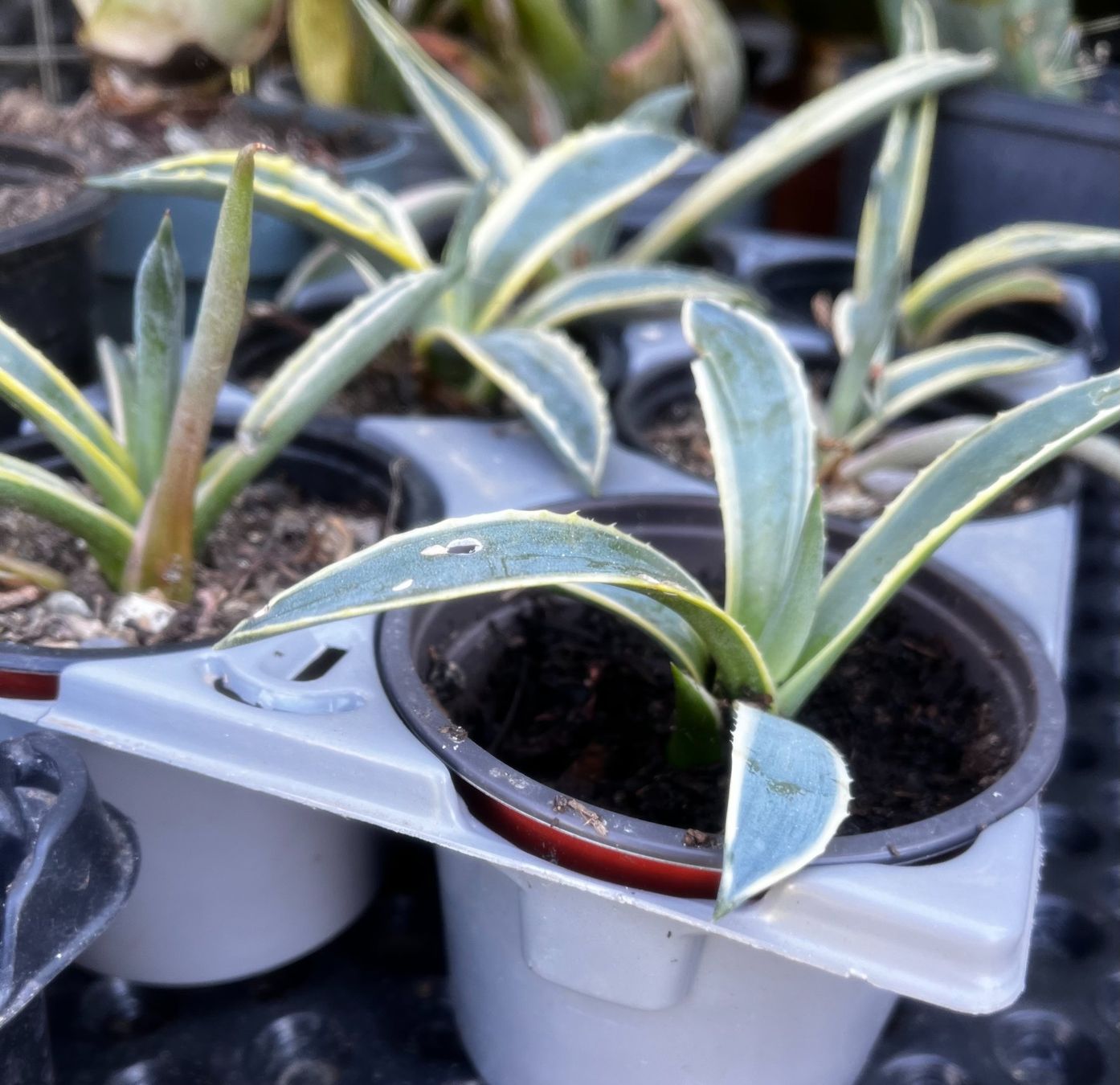 Pflanzen & Samen: Agave americana – Neu (gemäss Beschreibung) aus Vinelz von Wellensittich55