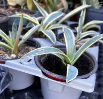 Agave americana