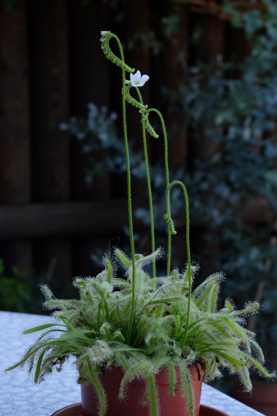 Plantes & graines: Sonnentau / Drosera capensis "alba" Samen – Neuf (Voir description) à Gerolfingen par Azora