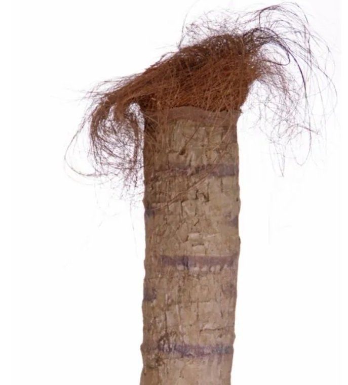 Piante & sementi: Künstliche Phönix Palme HARPER,  330cm – Usato da Ottikon venduto da nag-champa77 2