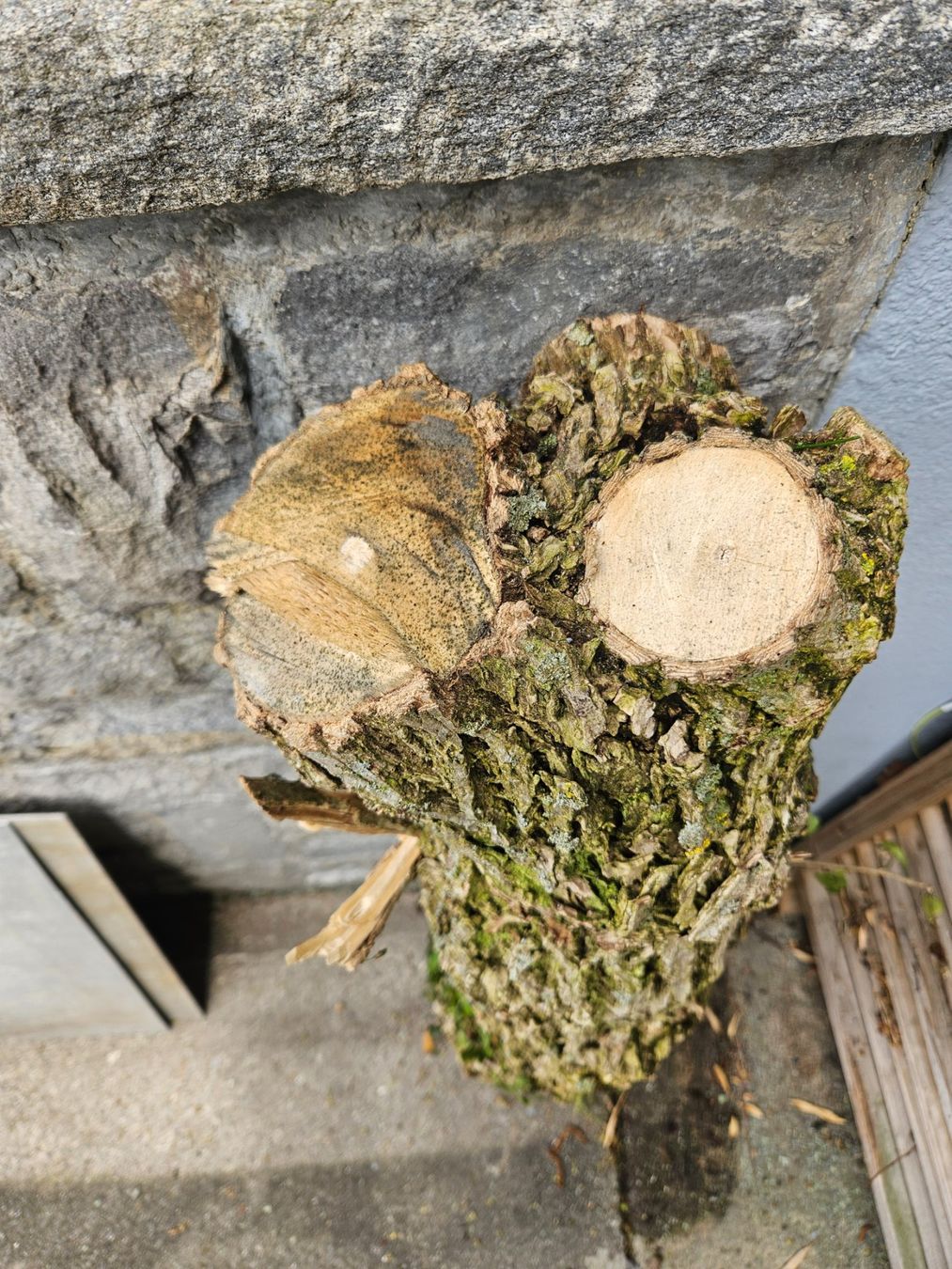 Holzartikel: Holunder Baumstamm zum Schnitzen – Gebraucht aus Hitzkirch von badules 2