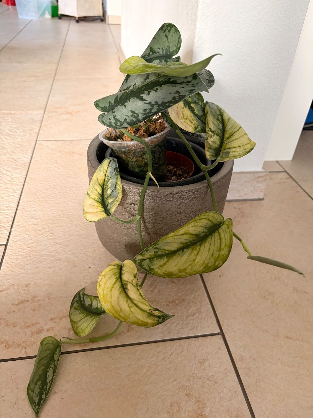 Piante & sementi: Scindapsus bakunawa variegated – Usato da Kaiseraugst venduto da dka_b97z 1