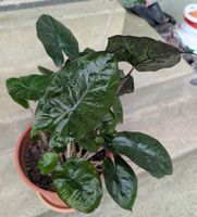 Alocasia Yucatan Princess
