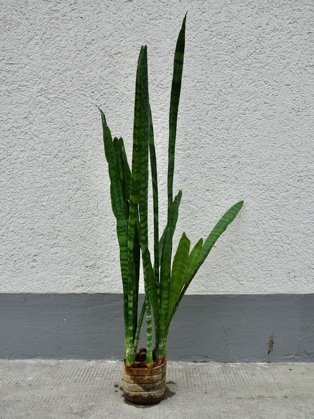 Piante & sementi: Bogenhanf Sansevieria Trifasciata – Nuovo (secondo la descrizione) da Kerzers venduto da zimmergruener 3
