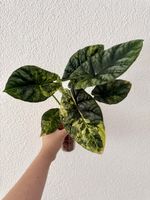 🥰 Alocasia Sinuata Aurea rhizome 