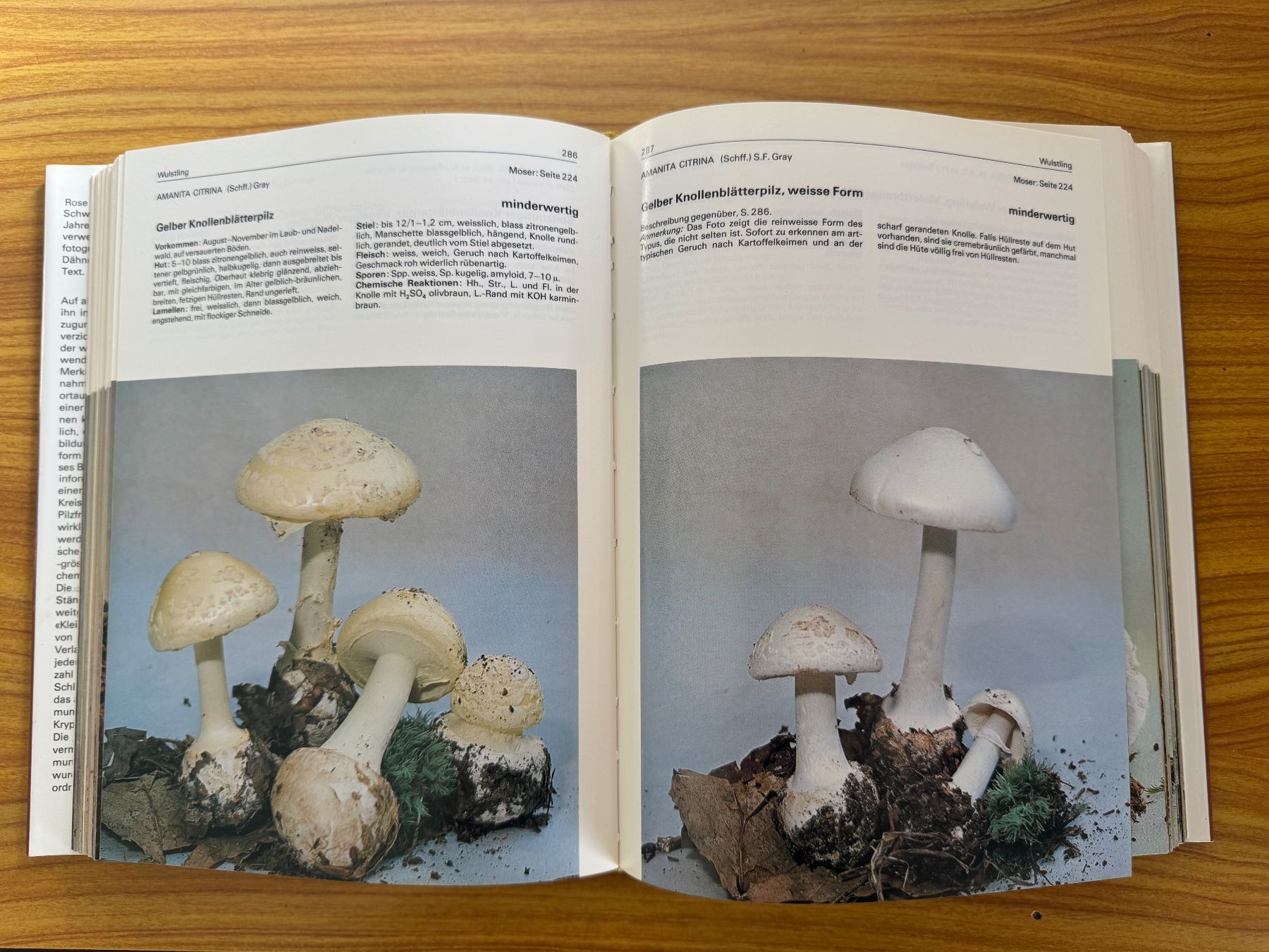 Libri: Buch Pilze Geschenk Dähncke – Usato da Steffisburg venduto da smocky17 4