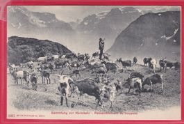 SAMMLUNG ZUR HEIMKEHR - RASSEMBLEMENT DU TROUPEAU (ZIEGEN)