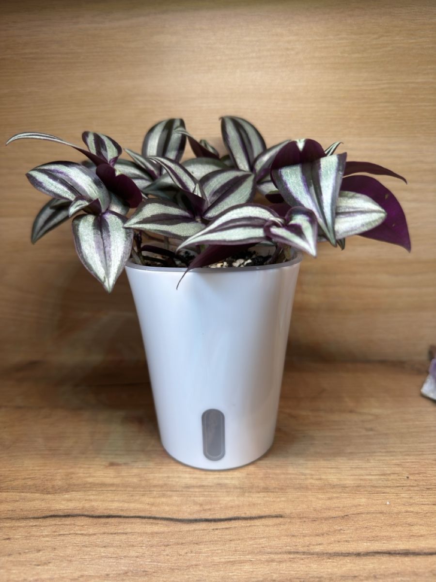 Piante & sementi: Tradescantia Zebrina – Nuovo e nell'imballaggio originale da Basel venduto da tamy90 1