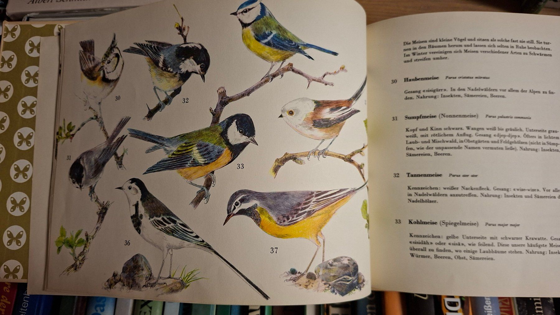 Libri: "Einheimische Vögel" 2 Bände – Usato da Dietikon venduto da Buchantiqdietikon 1