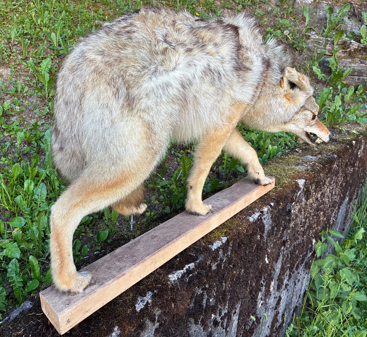 Il mondo degli animali: Kojote aus Amerika – Usato da Bäretswil venduto da robsonantik 5
