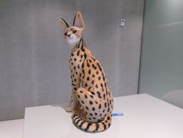 Dubi / Serval  / Savannah-Katze / 49 cm
