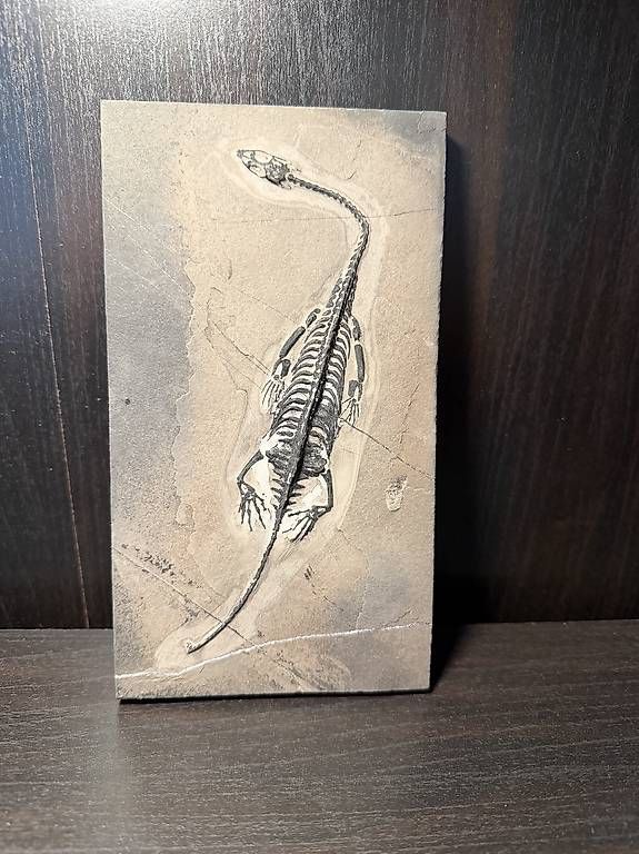 Fossili: Keichousaurus Fossil – Usato da Abtwil AG venduto da dca_gch7