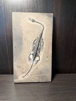 Keichousaurus Fossil