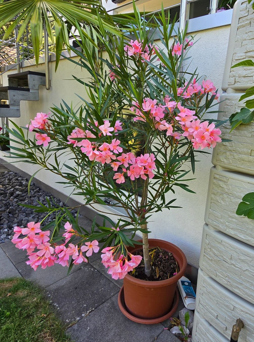 Pflanzen & Samen: Schöner Oleander Hochstamm hellrosa – Gebraucht aus Aarburg von popkorn65 1