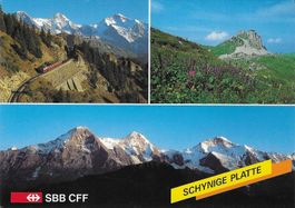 Schynige Platte BE