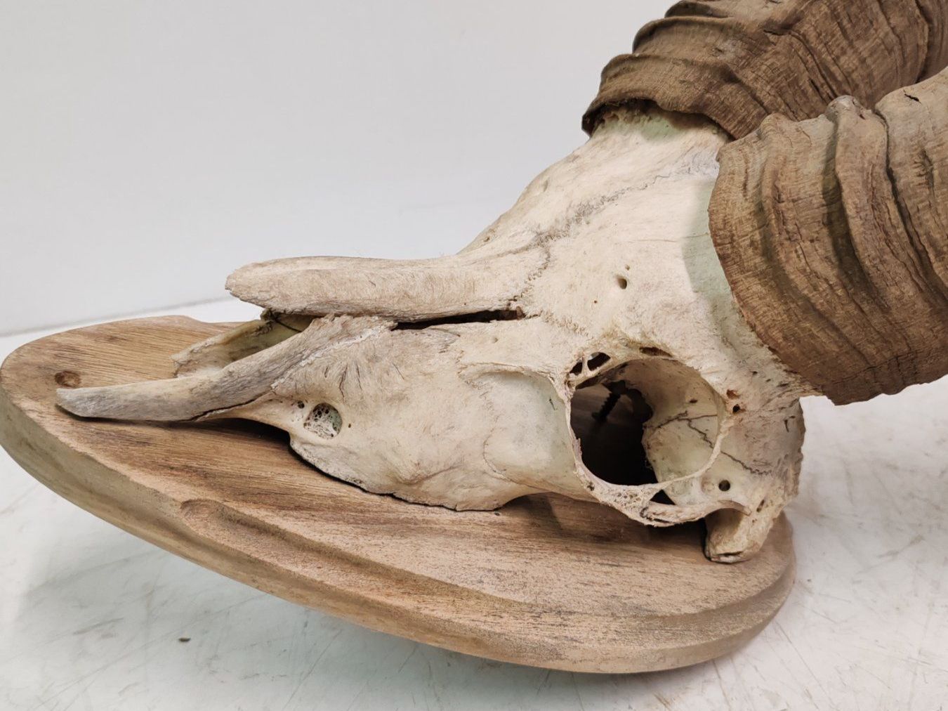 Il mondo degli animali: Steinbock Geweih als Trophäe, Gehörn Jahr 1990 – Usato da Luzern venduto da Lager6640 8